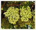 Low acid and high sugar for desert wines Table grapes Food or decorative