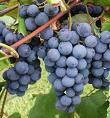 Categorized by use Raisin Grapes (Thompson Seedless) Soft texture, seedless, early ripening Don t stick together, large and small, dry quick Juice