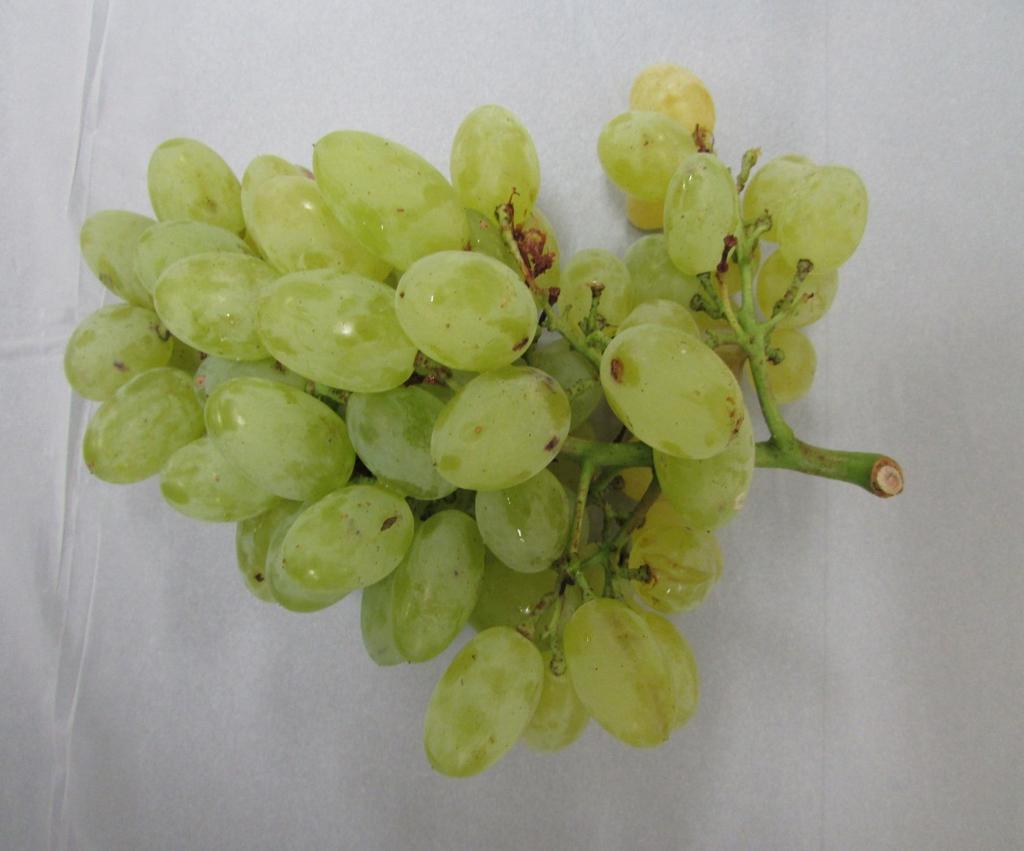 Outline Introduction Table grape cultivars Table grape fruit quality and cultural practices My
