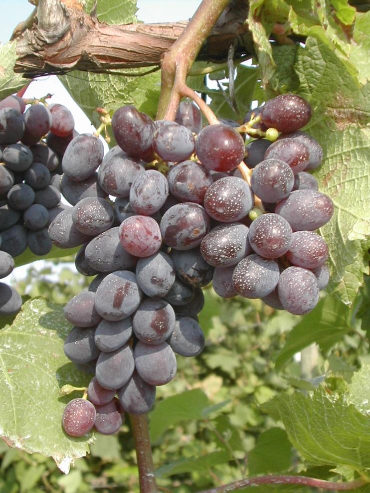 Jupiter Source: Dr. Gail Nonnecke, ISU University of Arkansas, introduced in 1998. Berry Flavor - Mild muscat; rated highly and exceeded only by Reliance in flavor ratings; 20.