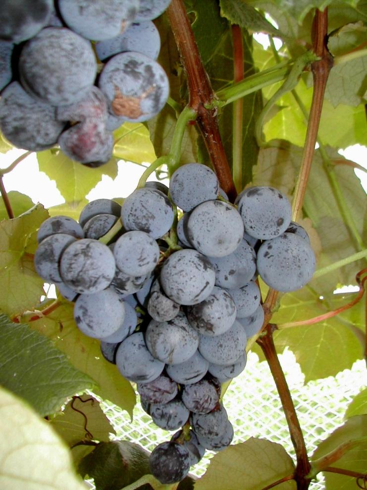 Seedless Concord Season: Early mid-season Vine vigor: vigorous Hardiness: hardy Clusters & berries smaller than Concord. Highly susceptible to black rot; moderately susceptible to powdery mildew.