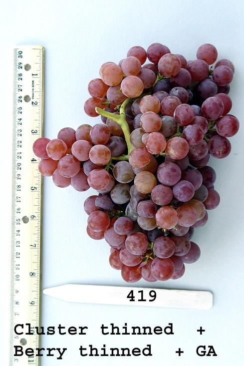 Reliance Grape Consumer
