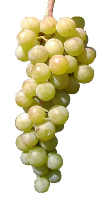 Table Grape Characteristics Fruit Seedless or seeded Thick or thin skin Juice layer or flesh adhered to skin