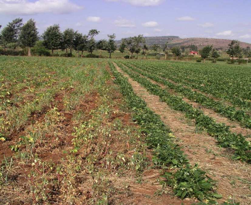Food Security and Income Diversification Conservation Agriculture Regional Program (CARP) aims to support climate resilient conservation agriculture practices in Malawi, Uganda, Kenya and