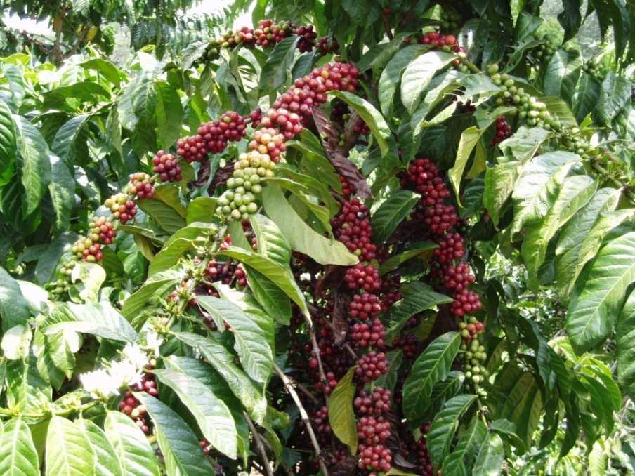 Initiative for Coffee & Climate Enable coffee farmers to effectively respond to climate change through a combination of farmer know-how and state of the art climate