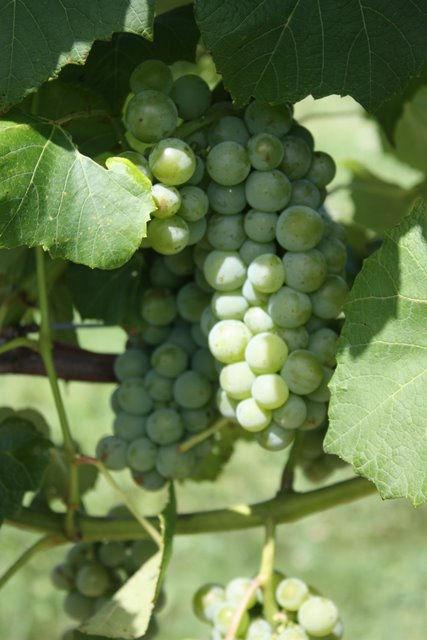 4 Development of wine grapes at the Peninsular Agricultural Research Station (PARS)