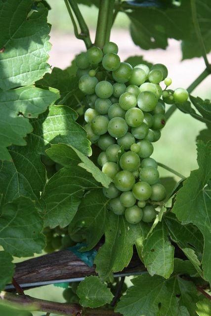 5 Development of wine grapes at the Peninsular Agricultural Research Station (PARS) Sturgeon Bay,