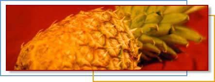 Fruit of the Month Pineapple The word "Pineapple," is derived from the word pina, which was used to describe a pine cone by the Spanish.