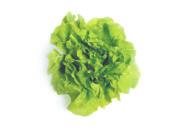 Greenhouse tomatoes Peppers +21% +25% Head lettuce Broccoli Cabbage (large) Leafy lettuce leaf weight Cauliflower Cabbage (small) + 9%