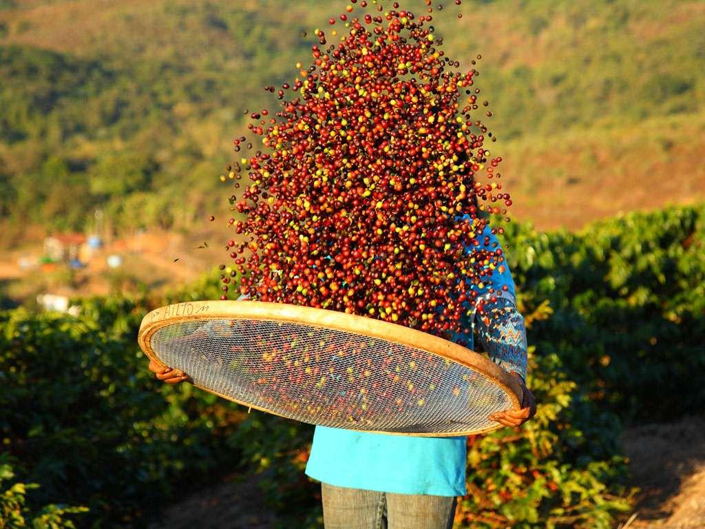 Sifting coffee in Brazil