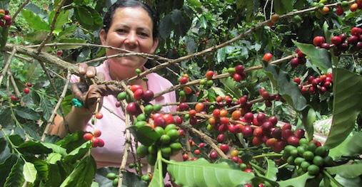 DEVELOPMENT Thanks to the Fairtrade Premium, ASOPROCAFE has invested