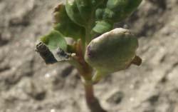 bug Control in Desert Cole Crops Lannate Lorsban