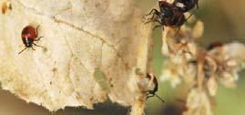 Bagrada bug - biology