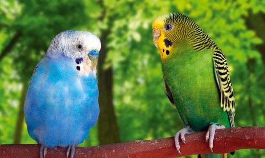 The tailored compositions will keep your bird in peak condition and ensure excellent results in breeding and showing. Budgie Special 17552 213 Canary Euro-mixture 17.4% 23.5% 4.