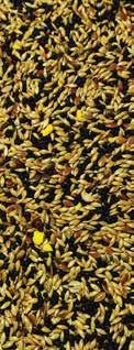Maintains plumage condition A variety of small seeds in protein Composition: Canary Seed, Yellow Millet, Black Millet, Linseed, Pellet, Black Rapeseed, Hempseed,