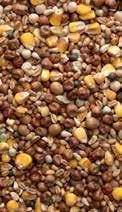 RACING PIGEON FOOD BREEDING MIXES SUPERIOR PLUS BREEDER BREEDING MIX protein Wide variety of ingredients Natural support for immune and digestive systems Quorum Sensing Technology Composition: Wheat,