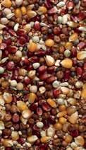 Composition: Popcorn Maize, Wheat, Maple Peas, Red Dari, White Dari, Safflower Seed, White Peas and Tares.