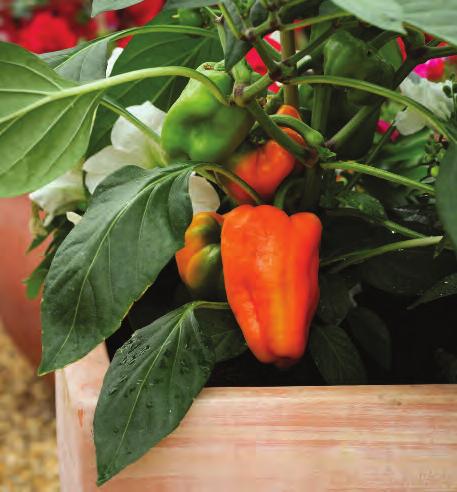 Pompeii Sweet Pepper A compact Sweet Pepper producing large fruit maturing from green to orange/red.
