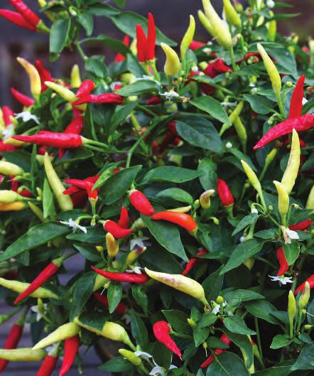 Basket of Fire Chilli Pepper A prolific fruiting variety which is dripping with small hot fruits on a compact leafy semi-trailing plant.