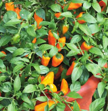Loco Chilli Pepper Compact branching plants that carry a heavy yield of oval fruits which ripen from purple to bright red.