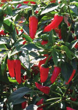(45 cm) 24 in. (60 cm) 82 85 days Apache Chilli Pepper A very attractive compact Chilli Pepper producing masses of superhot, bright red fruit.