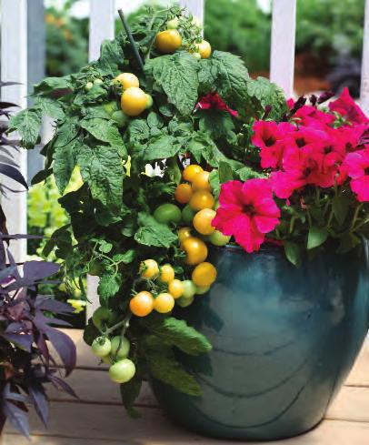 Sweet n Neat Tomato The Sweet n Neat series is an extra compact type suitable for use in a small container or even on a