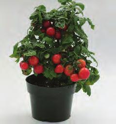 With a very short production time Sweet 'n' Neat Cherry Red - Ultra compact Tomato with cherry sized fruit.