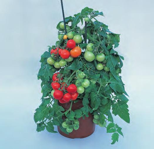 Megabite Tomato A compact Tomato producing unusually large fruit for the size of plant. The bright red fruits are much larger than Totem.