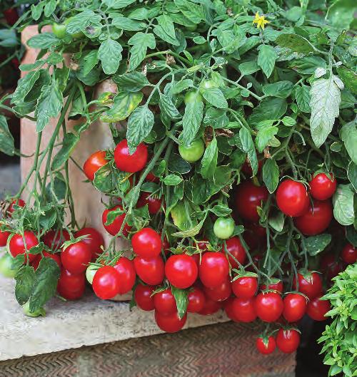 Cherry Tomato Fountain Very vigorous variety suited to large baskets and containers. Cherry Red fruits crop heavily over a long harvest period.