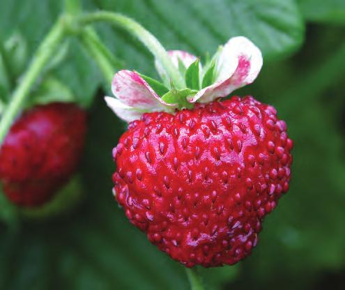 Temptation Strawberry A delicious traditional Strawberry with medium sized fruit produced on plants with very few runners. Temptation is an everbearing type cropping over a very long period.