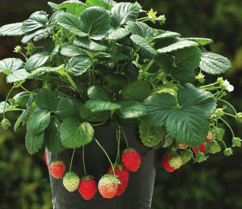 Temptation & Mignonette perform well if planted outdoors in a sheltered, sunny or partial shaded position and can provide fruit in early June from an early sowing.