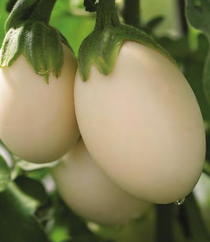 Ivory Eggplant Compact well branching variety with creamy white fruits averaging around 3oz (80g). Ivory crops heavily on predominantly spineless plants.