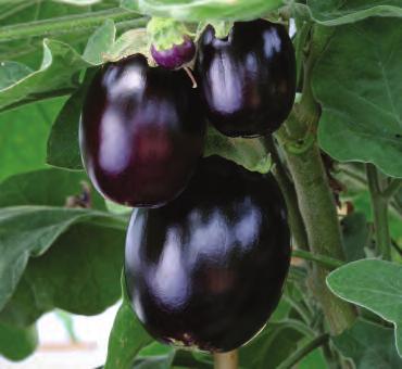 Pot Black Eggplant Prolific cropping variety yielding average 3oz (80g). Dark Purple fruits over a long cropping period.