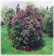Nice hedge or background shrub. #37027 2 39.95 Dwf. Korean Lilac Zone: 3-7 Syringa meyeri Palabin Height: 4-5 Flower: Purple Shape: Compact, Foliage: Dk.