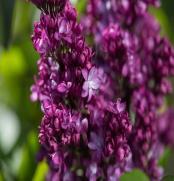 95 Pocahontas Lilac Zone: 2-7 Syringa x hyacinthiflora Pocahontas Height: 10-12 Flower: Single,deep violet Shape: Upright Foliage: Dark Gr.