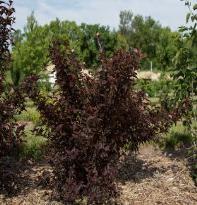95 Summer Wine Ninebark Zone: 3-7 Physocarpus Opulifolius Seward Height: 5-6 Flower: Pink/White Shape: Round Foliage: Red-Purple Fall Color: Insig.