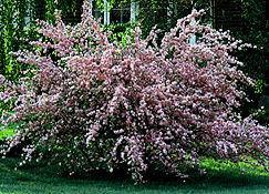 95 PRUNUS Pink Flowering Almond Zone: 4-8 Prunus glandulosa Height: 5-6 Flower: Pink Shape: Spreading Foliage: Med. Gr.