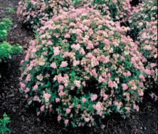 Pink Shape: Low, mounded Foliage: Golden Fall Color: Red,Orange Light: S, LS Covered with light crimson flowers. A colorful dwf. shrub.