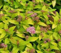 95 Goldmound Spirea Zone: 3-8 Spirea Goldmound Height: 18-24 Flower: Pink Shape: Low,mounded Foliage: Creamy Fall Color: Pinkish red Light: S, LS Pink