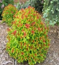 Fall Color: Dk. Red Light: S, LS Similar to Daphne, excellent dwf. specimen shrub. Fall color dark red. #09410 12 29.