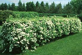 95 Neon Flash Spirea Zone: 4-8 Spirea japonica Neon Flash Height: 3 Flower: Cherry-red Shape: Rounded Fall Color: Dk.