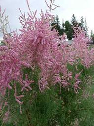 95 SYMPHORICARPOS Candy Coralberry Zone: 4-9 Symphorcarpos x doorenbosii Kolmean Height: 24-30 Fruit: Pink Shape: Compact Arch Foliage: Dk. Gr. Fall Color: Insig.