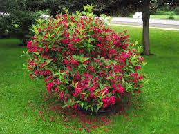 My Monet Sunset Weigela Zone: 5-8 Weigela florida Sunset Height: 12-18 Flower: Rose pink Shape: Compact mound Foliage: Gold/green Fall Color: Red