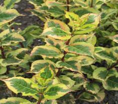 Light: S Bright variegated foliage w/soft clusters of pink flowers in May, attracting hummingbirds to your garden! #78395 #2 47.