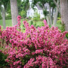 Light: S A blooming machine! Pink funnel shaped flowers that bloom in May-June sporadically through summer. Foliage appears polished looking!