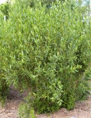 95 WILLOW Dwarf Blue Leaf Arctic Willow Zone: 4-6 Salix purpurea Nana Height: 3-4 Flower: None Shape: Upright/Round Foliage: Blue/fine Fall Color: