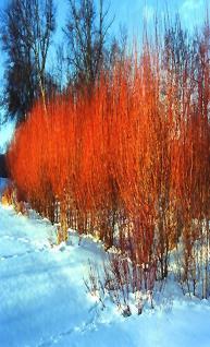 95 Flame Willow Salix Flame Height: 20 Flower: None Shape: Oval Foliage: Dk.
