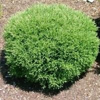 Bowling Ball Zone: 4-8 Thuja occidentalis Bobazam Height: 2-3 Shape: Round Width: 2-3 Foliage: Gray-green Soft finely textured needles, almost