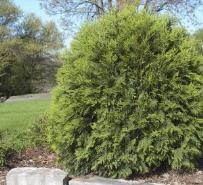 Width: 4-6 Attractive mint-green foliage on graceful, fountain like arching branches, make this an excellent evergreen for the