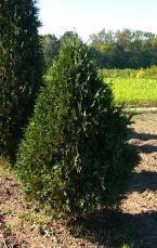 hardy, narrow cone shaped evergreen. Bright green, soft foliage. Shape easily maintained by minimum trimming. #74060 #7 99.